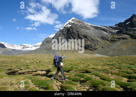 Caucasian female in her 30s trekking across cushion plants at around 5000m in the Apolobamba range, Bolivia Stock Photo