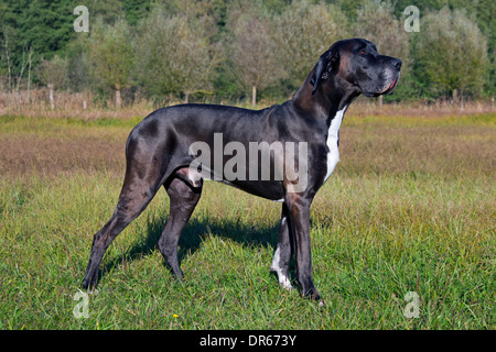 Great Dane / Deutsche Dogge / German Mastiff, one of the world's tallest dog breeds Stock Photo