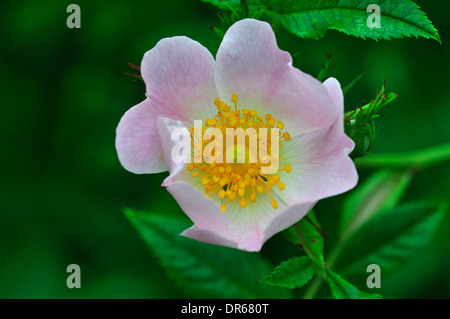 A pale pink dog rose flower UK Stock Photo