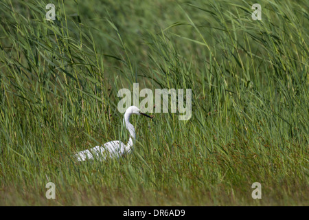 Ardea alba Casmerodius albus Common Egret Great Egret Great White Egret Great White Heron Large Egret Stock Photo