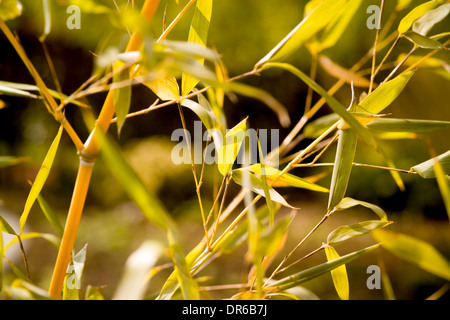 Closeup of the leaves and golden stems of Phyllostachys Aurea - Bamboo plant, growing in a UK garden Stock Photo