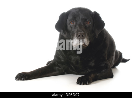 senior dog - black labrador retriever laying down looking at viewer isolated on white background Stock Photo