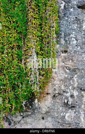 Climbing plants on stone wall, Majorca, Spain Stock Photo
