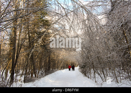 Locals walking down a wooded road during the Ice storm in Valcourt, Quebec Stock Photo