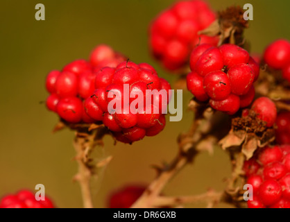 Raspberry in the wild, Israel Stock Photo