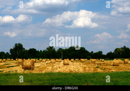 Bales of straw on the field after harvesting Stock Photo