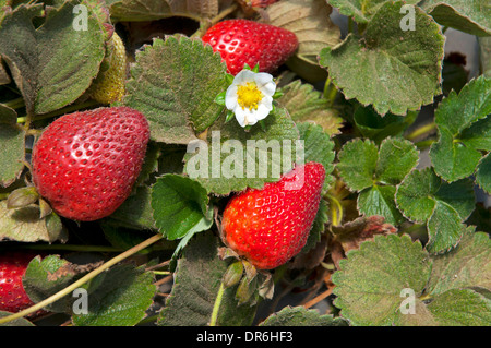 Strawberry plant in the Field Stock Photo
