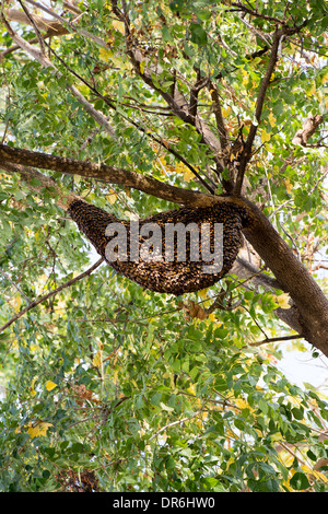 Indian honey bee hive on the branch of an Indian Cork Tree. India Stock Photo