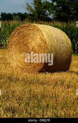 bales straw bale field harvest stubble farmland Stock Photo