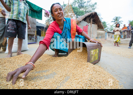 Villagers in a remote subsistence farming village on an island in the Sunderbans, the Ganges Delta in Eastern India drying rice Stock Photo