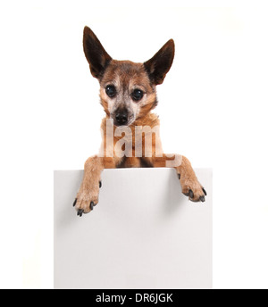 cute chihuahua on an isolated white background holding a sign Stock Photo