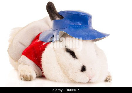 Portrait of a Rabbit wearing blue hat Stock Photo