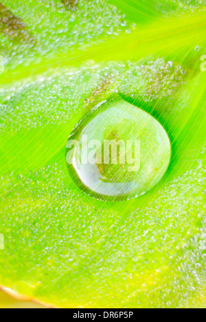 Water drop on a green banana leaf Stock Photo