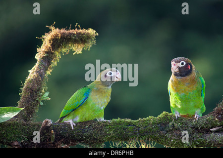 Brown-hooded Parrots (Pyrilia haematotis) perched on tree branch Stock Photo