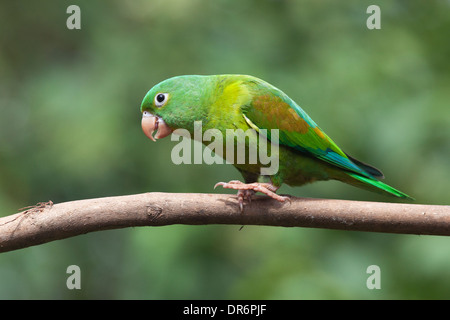 Orange-chinned Parakeet (Brotogeris jugularis)