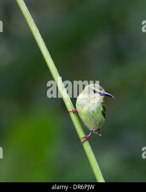 Red-legged Honeycreeper female bird (Cyanerpes cyaneus) in northern Costa Rica Stock Photo