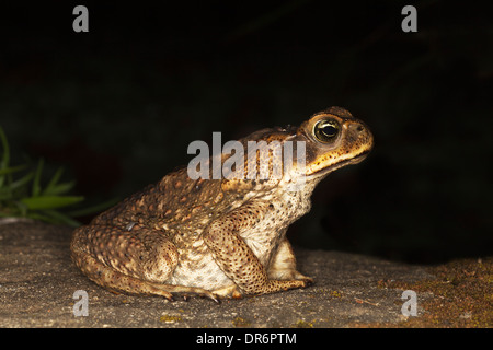 Cane Toad (Rhinella marina) on tropical rainforest floor at night Stock Photo