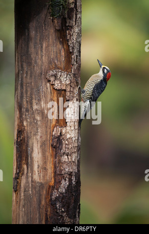Black-cheeked Woodpecker (Melanerpes pucherani) perched on a tree trunk in Costa Rica Stock Photo