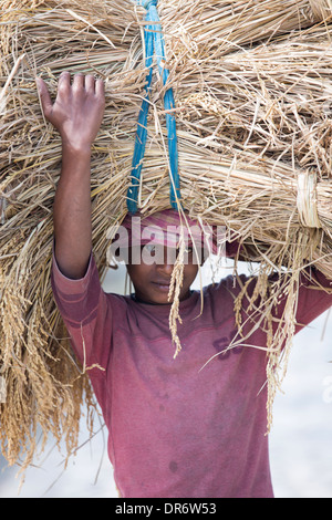 Rice crops harvested, and being carried by hand in the Sunderbans, Ganges, Delta, India. Stock Photo