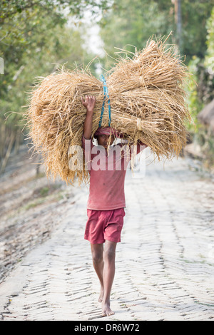 Rice crops harvested, and being carried by hand in the Sunderbans, Ganges, Delta, India. Stock Photo