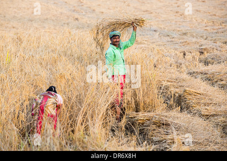 Rice crops harvested by hand in the Sunderbans, Ganges, Delta, India. Stock Photo