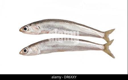 fresh smelts fish isolated on white background Stock Photo