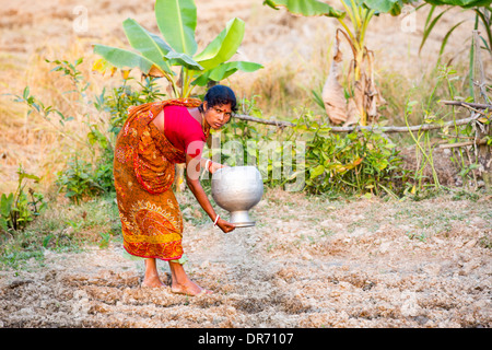 A Subsistence farmer watering her vegetable garden by hand, in the Sunderbans, Ganges, Delta, India, the area is very low lying Stock Photo