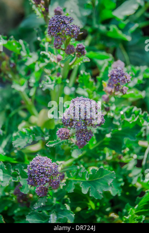 Close detail of flowers of Purple Sprouting Broccoli growing in spring. Stock Photo