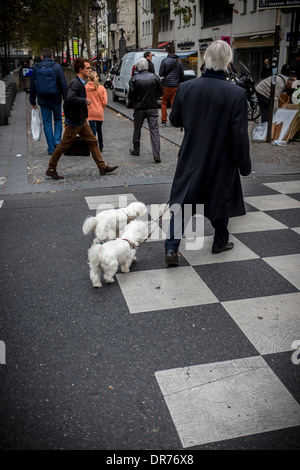man walks his dogs over a pedestrian crossing near the pompidou centre paris france Stock Photo
