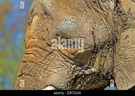 African elephant close-up head shot Stock Photo