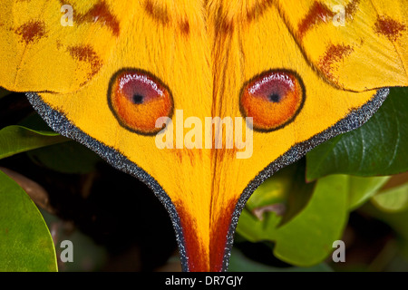 Male Comet Moth or Madagascan Moon Moth Stock Photo