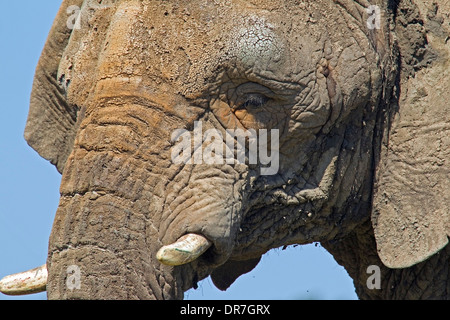 African elephant close-up head shot Stock Photo