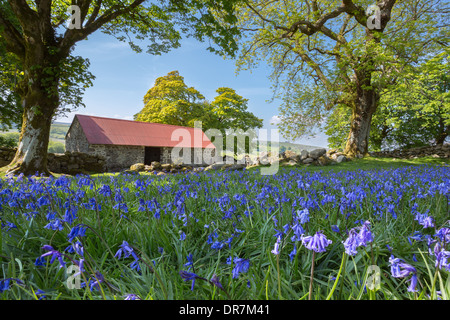 Bluebells at Emsworthy Barn in early summer Dartmoor National Park Devon Uk Stock Photo