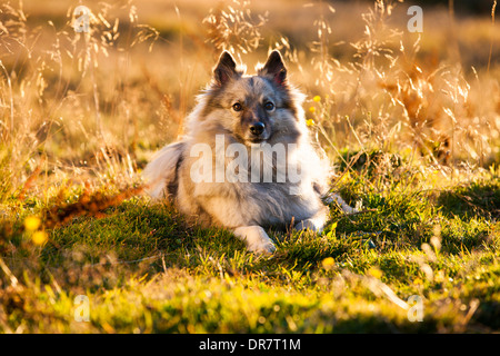 Keeshond or Wolfsspitz, lying on a meadow, backlit, Austria Stock Photo