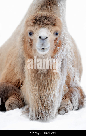 Bactrian Camel or Wild Bactrian Camel (Camelus ferus bactrianus, Camelus bactrianus bactrianus), in the snow, native to Asia Stock Photo