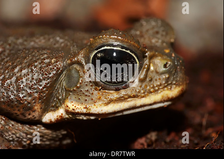 Cane Toad (Bufo marinus, Rhinella marina), portrait, native to South America, captive Stock Photo