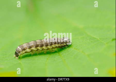 Caterpillar, Small Quaker (Orthosia cruda), North Rhine-Westphalia, Germany Stock Photo