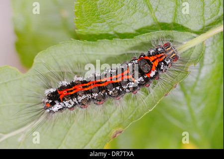 Caterpillar, Yellow-tail or Swan Moth (Euproctis similis), North Rhine-Westphalia, Germany