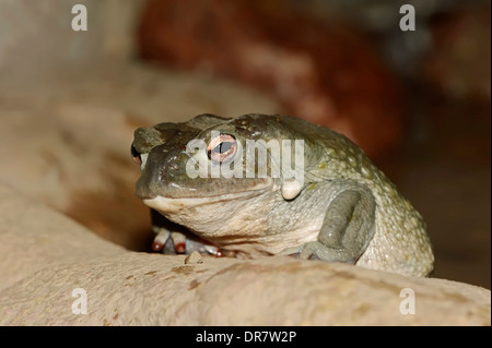 Sonoran Desert Toad (Bufo alvarius), native to the Southwestern United States and Mexico, captive Stock Photo