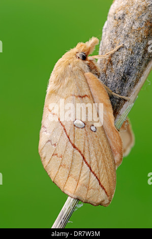 The Drinker (Euthrix potatoria), newly emerged on cocoon, North Rhine-Westphalia, Germany Stock Photo