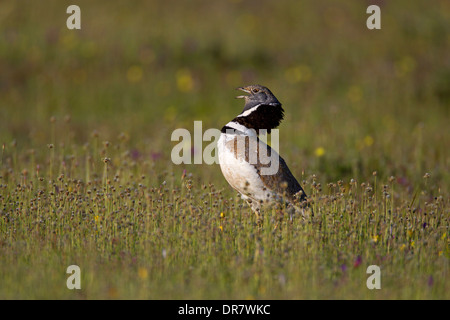 Little Bustard (Tetrax tetrax), male displaying, Extremadura, Spain Stock Photo