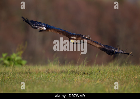 Steppe Eagle (Aquila nipalensis) in flight, falconry bird Stock Photo