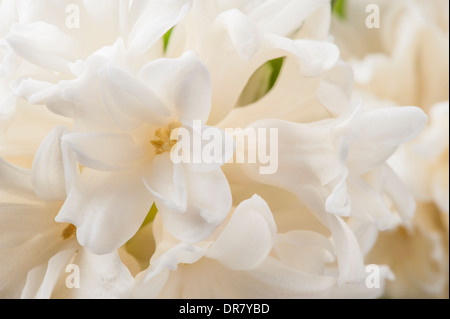 Close-up of white Hyacinth Carnegie flowers Stock Photo