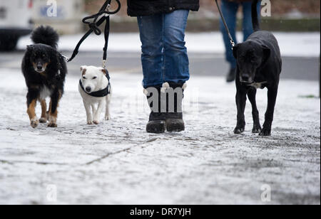 Berlin, Germany. 21st Jan, 2014. A woman walks three dogs with fresh snow on the pavement in Berlin, Germany, 21 January 2014. Photo: Daniel Naupold/dpa/Alamy Live News Stock Photo
