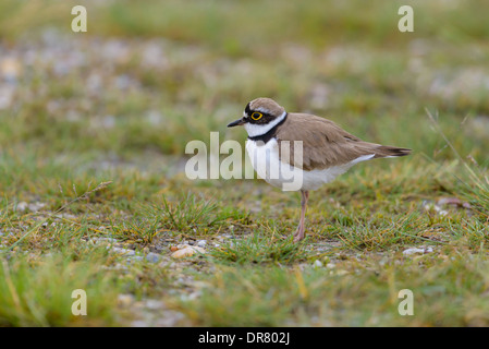 Flussregenpfeifer, Charadrius dubius, Little Ringed Plover Stock Photo