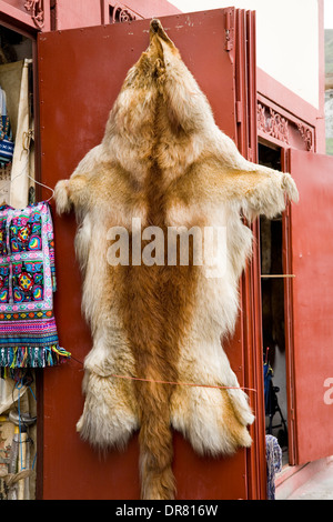 Animal skin / skins of animals (what look like rare endangered animal) for sale in the Chinese market in Songpan, Sichuan, China. (67) Stock Photo