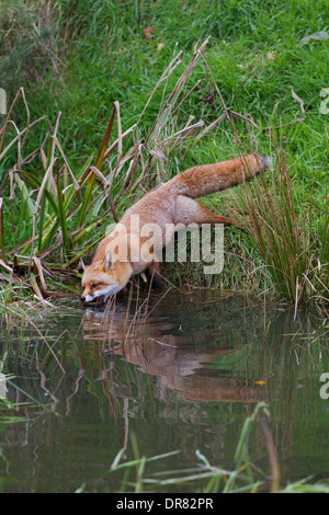 Fox; Vulpes vulpes; drinking; UK Stock Photo