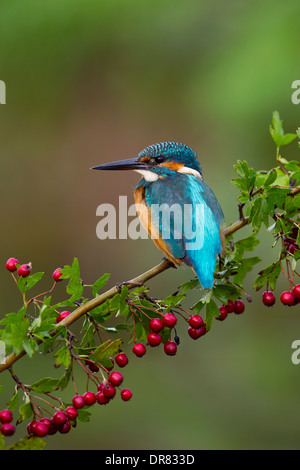 Kingfisher; Alcedo atthis; on Hawthorn; UK Stock Photo