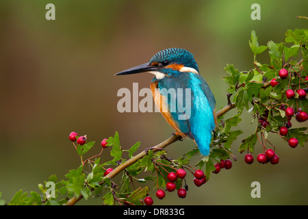 Kingfisher; Alcedo atthis; on Hawthorn; UK Stock Photo