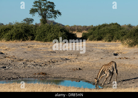 Several giraffes drinking water at a waterhole near the camp Savute Elephant Camp by Orient Express in Botswna in Chobe National Stock Photo